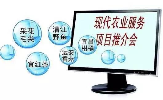 又到柑橘成熟季 湖北宜昌借力電商，破解銷售難題